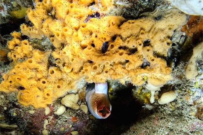 NIGHT DIVING - Dive Into the Darkness and Be Moved by Its Serenity ! - The Beauty of Night Diving