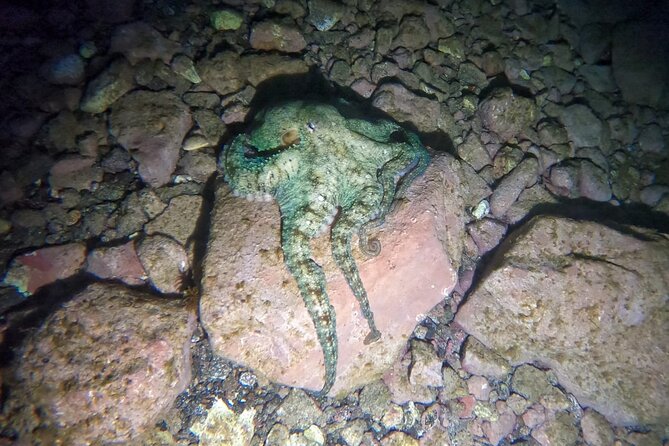 Night Snorkeling in Flamingo Beach Las Palmas - Good To Know