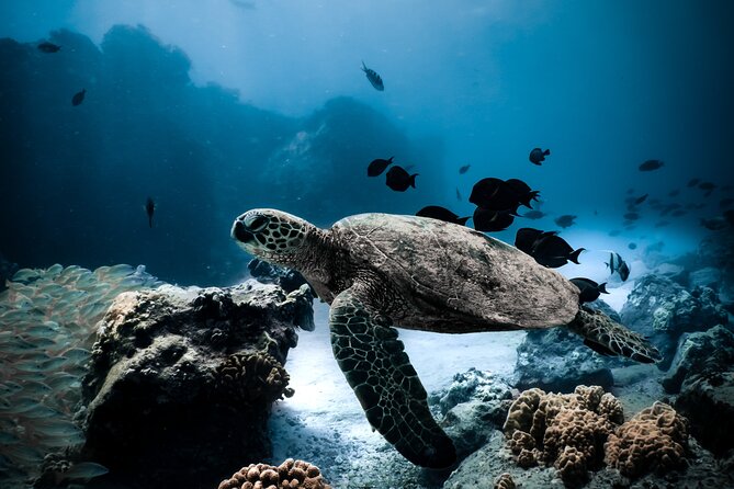 Night-Time Snorkel at Turtletown With Stars, Lights, and Photos - Good To Know