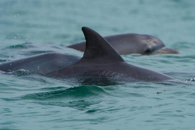 Noosa Small-Group Dolphin-Watching Tour - Noosa & Sunshine Coast