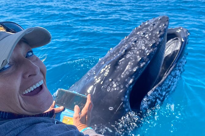 Noosa Whale Watching - Good To Know