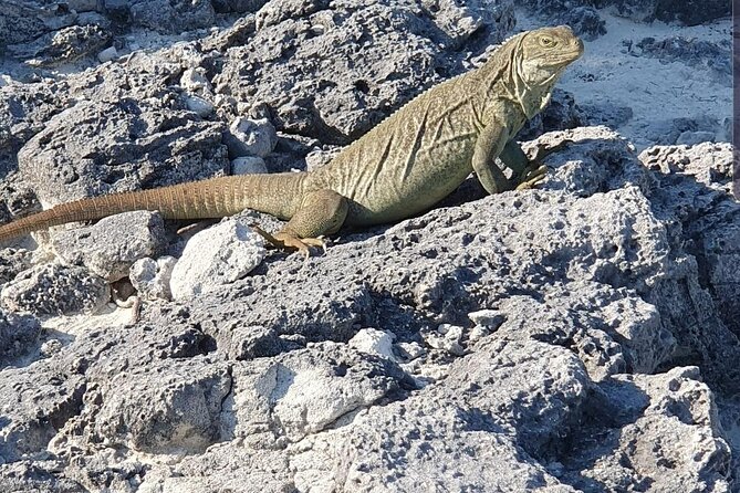 North Caicos Small-Group Mangrove and Iguana Kayak Tour - Turks and Caicos