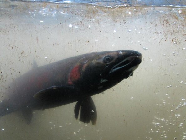 North Vancouver Discovery Private Tour - Good To Know