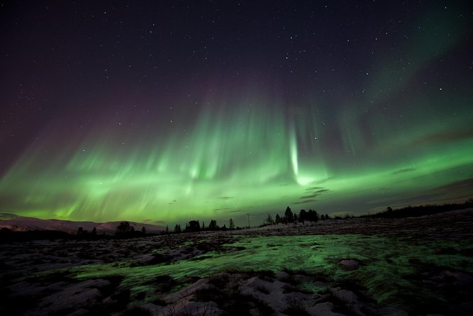 Northern Lights Husky Visit