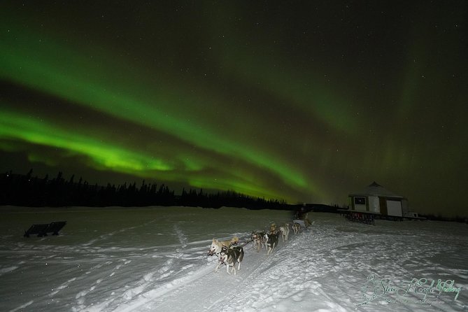 Northern Lights Viewing Including Dinner and 1-Hour Dog Sledding - Good To Know