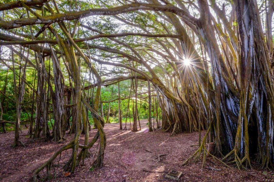 Oahu: 10-Hour Sunrise & Scenic View Points Photo Tour - Good To Know