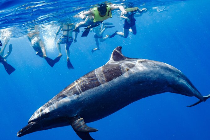 Oahu: 3 Hour Dolphin Swim and Snorkeling Speedboat Tour - Good To Know