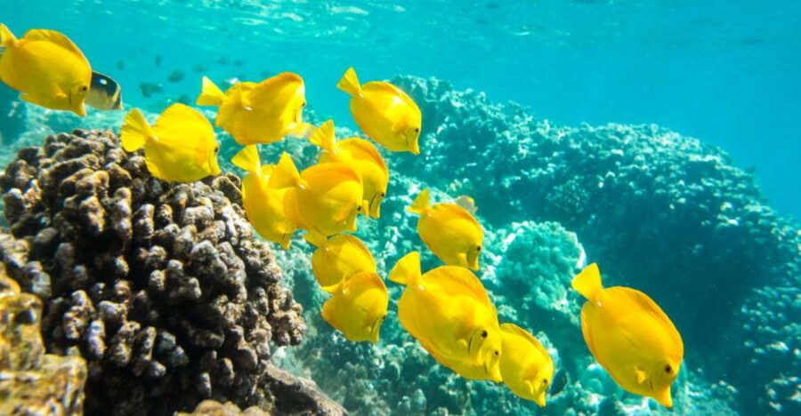 Oahu: 3-Hour Waikiki Snorkel & Sailing Adventure With Lunch - Good To Know