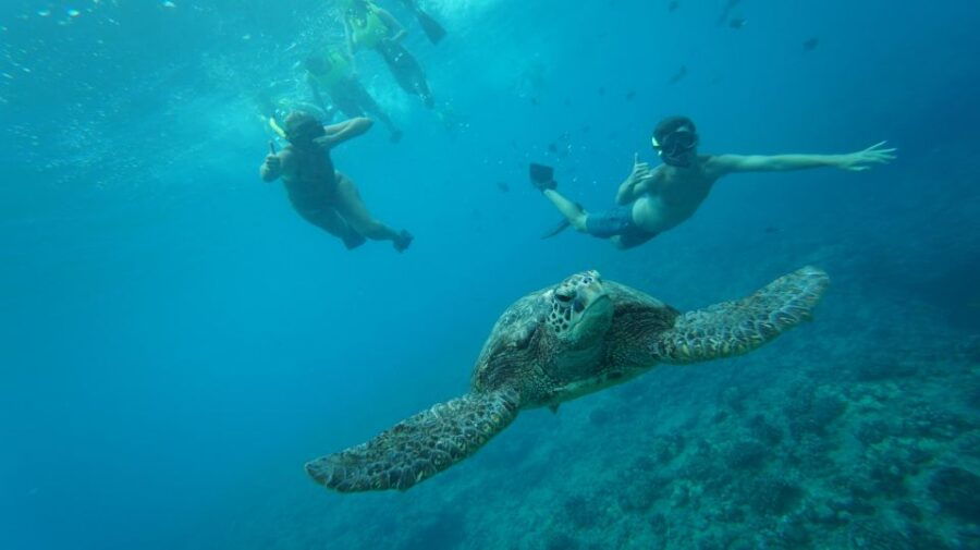 Oahu: Dolphin Swim and Snorkeling Speedboat Tour
