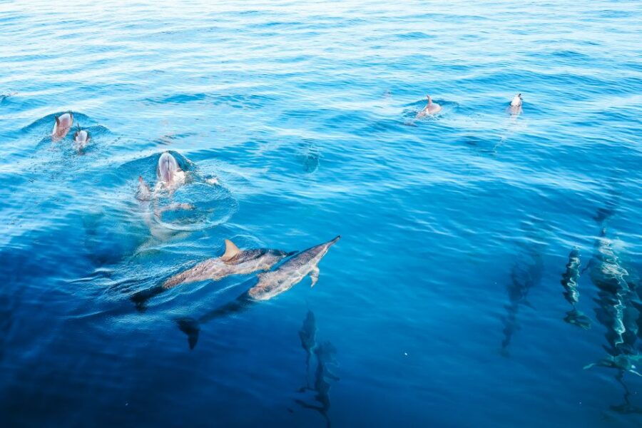 Oahu: Dolphin Watch, Turtle Snorkel, Waterslide Activities, - Booking Details