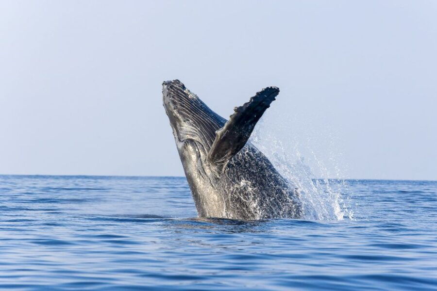 Oahu: Eco-Friendly West Coast Whale Watching Cruise - Good To Know