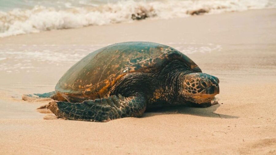 Oahu: Highlights of Oahu Small Group Tour - Good To Know