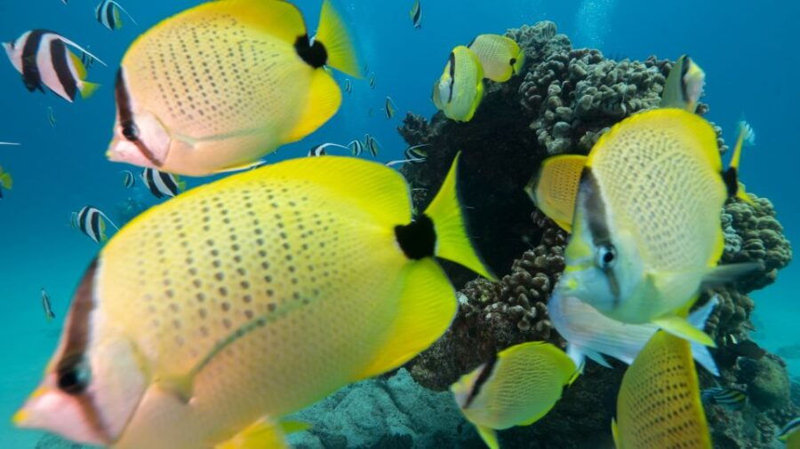 Oahu: Honolulu Turtle Canyon Snorkeling Tour - Good To Know