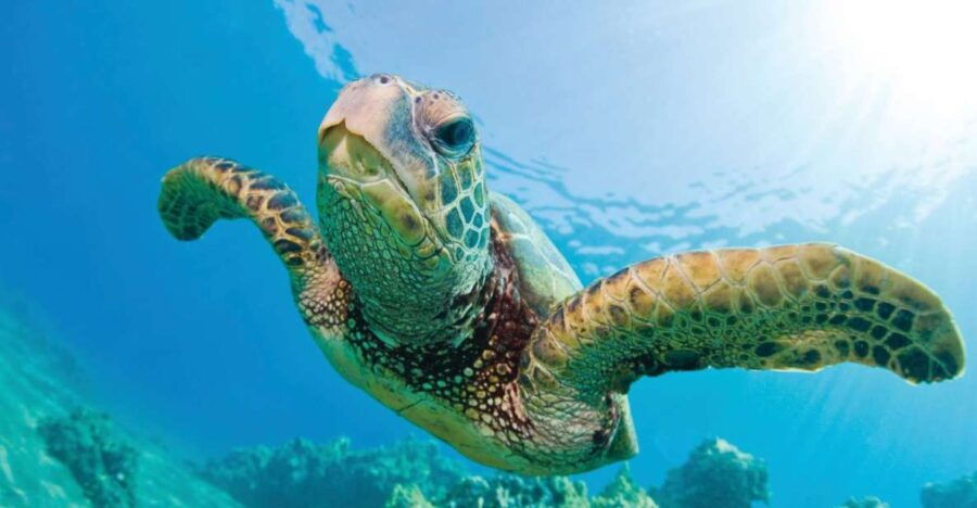Oahu: Morning Snorkel Sail Along Waikiki Beach - Good To Know