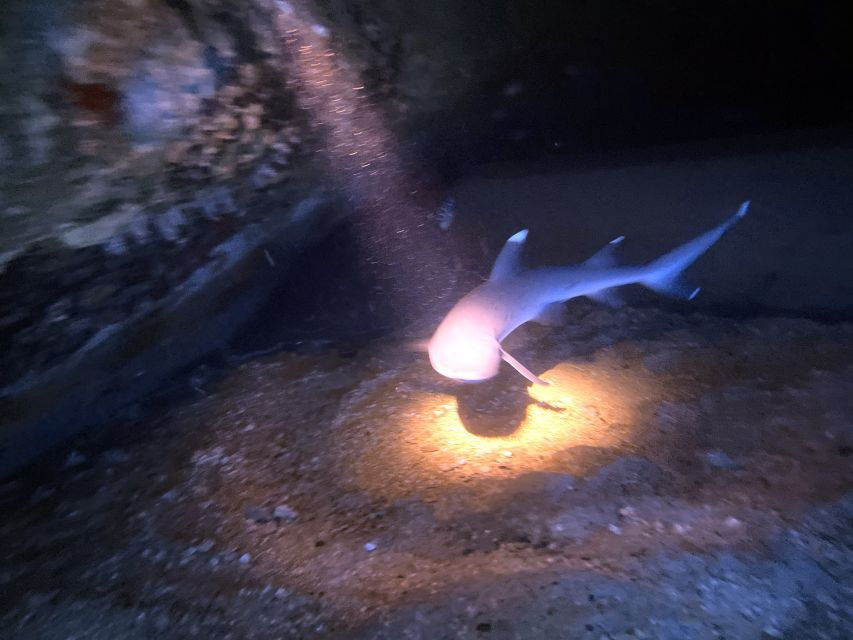 Oahu Night Dive: Adventure for Certified Divers - Good To Know