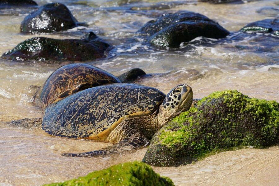 Oahu: North Shore Waterfall Swim - Good To Know