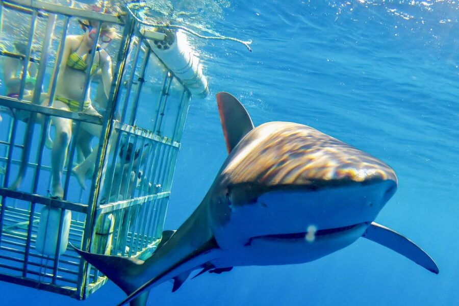 Oahu: Shark Cage Dive on the North Shore - Good To Know