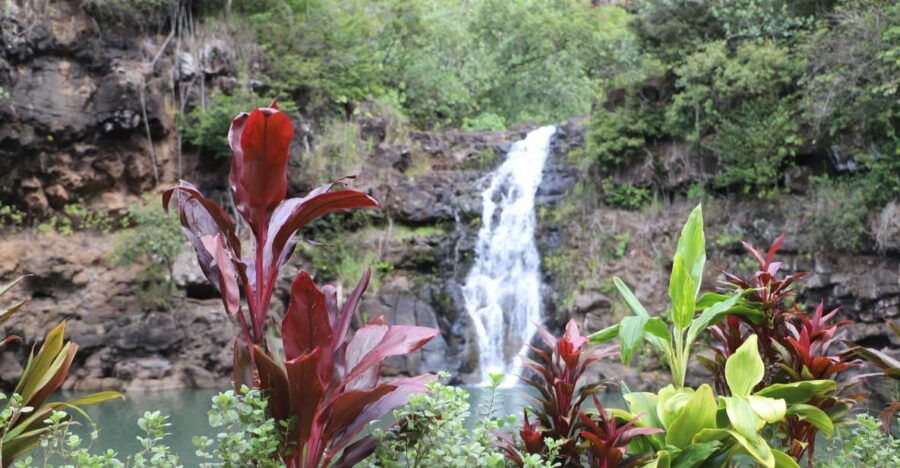 Oahu: Valley of Waimea Falls Swim & Hike With Lunch & Dole - Good To Know