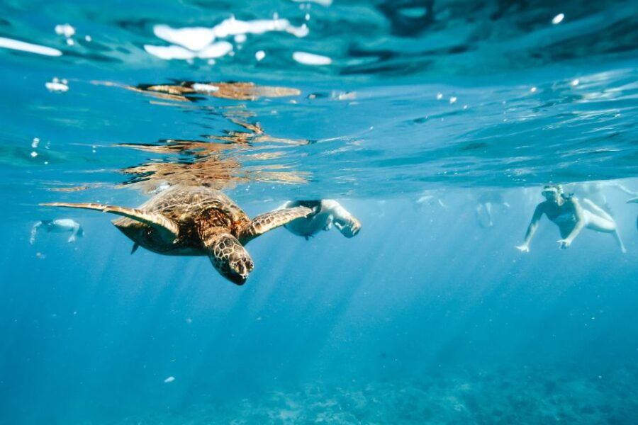 Oahu: Waikiki Turtle Snorkeling Adventure - Good To Know