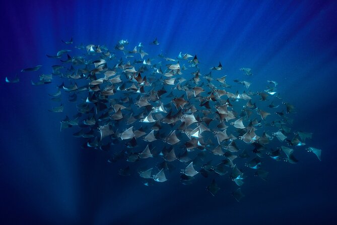 Ocean Safari in La Ventana: Mobula Rays, Dolphins, Orcas & Whales