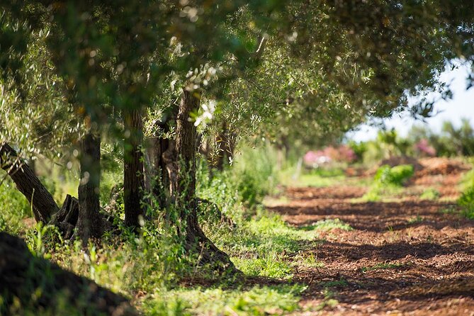 Olive Collection and Wine and Olive Oil Tasting With Brunch in Alcamo - Alcamo: A Hidden Gem in Sicily