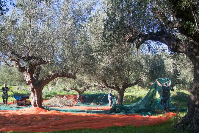 Olive Harvesting in Eastern Mani