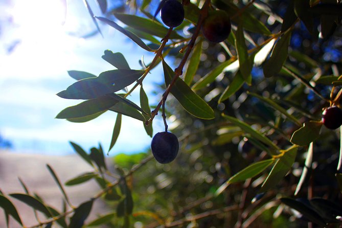 Olive Oil and Mountains Route - Small Group, Oil Tasting and Lunch Included - Tour Highlights