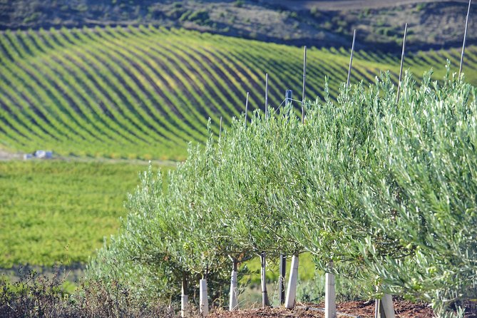 Olive Oil and Navarre Winery Visit With Tastings and Lunch in Small Group Tour