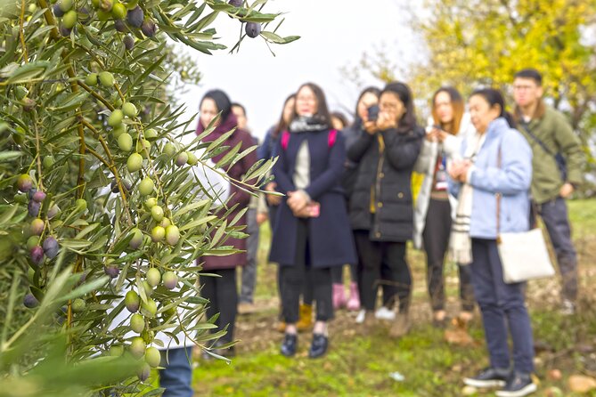 Olive Oil Mill Visit With Extra-Virgin Olive Oil Tasting in Jaén - Good To Know