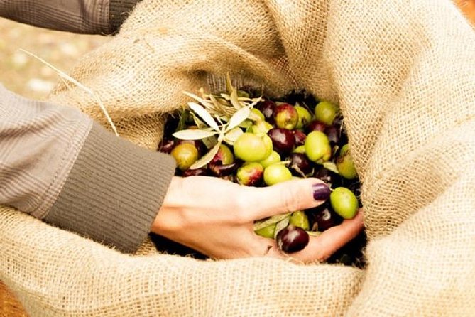 Olive Oil Tour Close to Nafplio