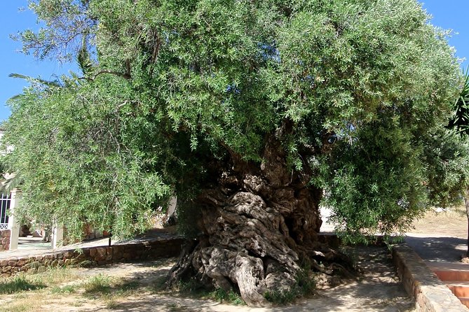 Olive Oil - Wine - Beer Private Tour (Price per Group of 6)
