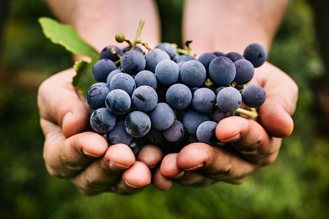 Oliver and Osoyoos Wine Tour From Kelowna – 4 Wineries