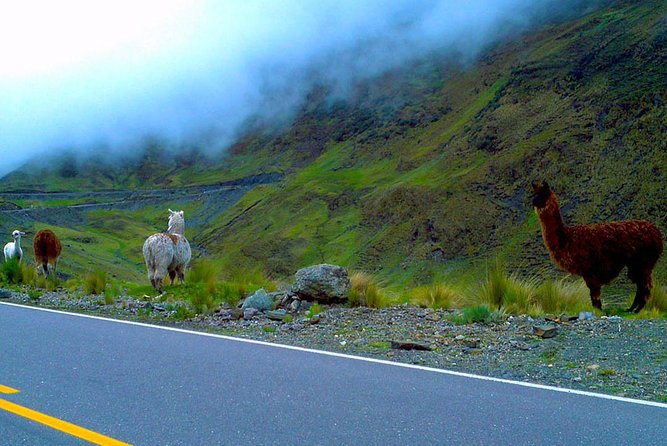 Ollantaytambo to Abra Malaga Small-Group Bike Tour - Cusco