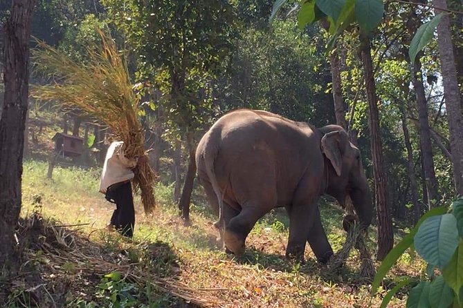 One Day Elephants in Nature Experience & Grand Canyon Jumping - Good To Know