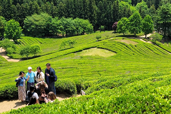 One Day Tour in Boseong Tea Plantation & Suncheon National Garden