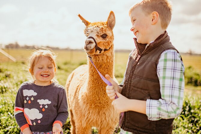 One-Hour Alpaca Meet-and-Greet on a Working Farm, Tomingley  – New South Wales