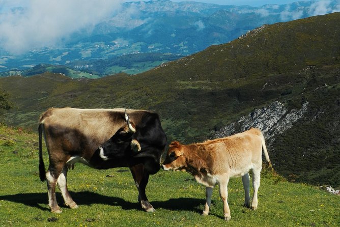 One-way Private Transfer From/To Asturias Airport
