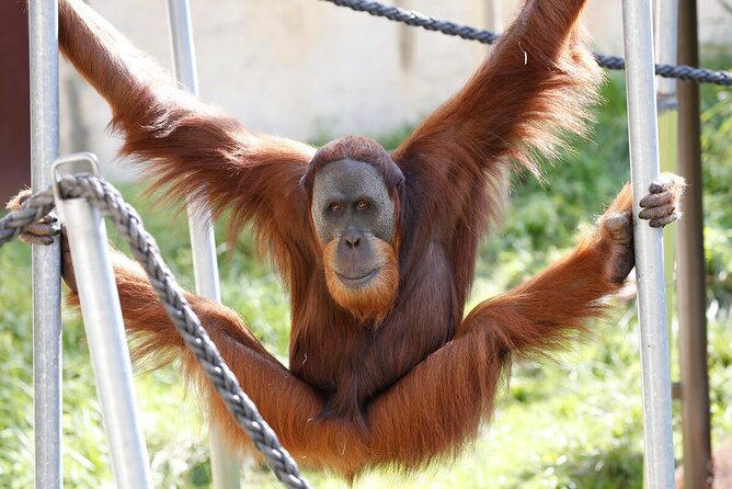 Orangutan Experience at Melbourne Zoo - General Admission