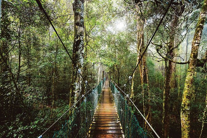 Oreillys & Lamington National Park From Gold Coast