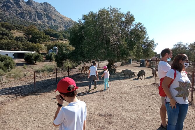 Organic Iberian Ham, Farm Visit and Premium Tasting! - The Farm: a Glimpse Into Organic Iberian Ham Production