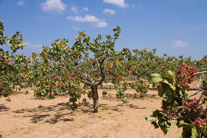 Organic Pistachio Orchard Tour (With Snacks!)
