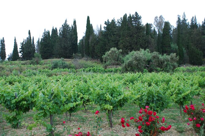 Organic Wine Tasting in Kefalonia - Wine Tasting Experiences in Kefalonia