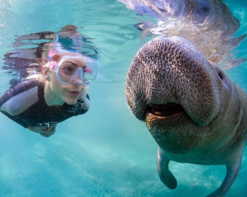 Orlando: Manatee Encounter, Snorkeling, and Airboat Ride - Activity Details