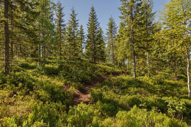 Oslo Hiking - Private Holmenkollen Walk - Good To Know