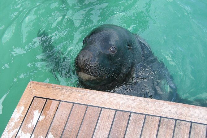 Otago Harbour Wildlife Cruise (Dunedin Shore Excursion)