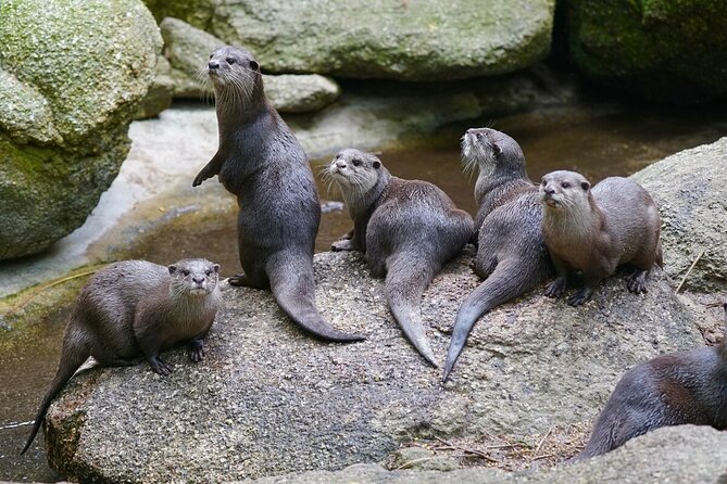 Otter Experience at Melbourne Zoo
