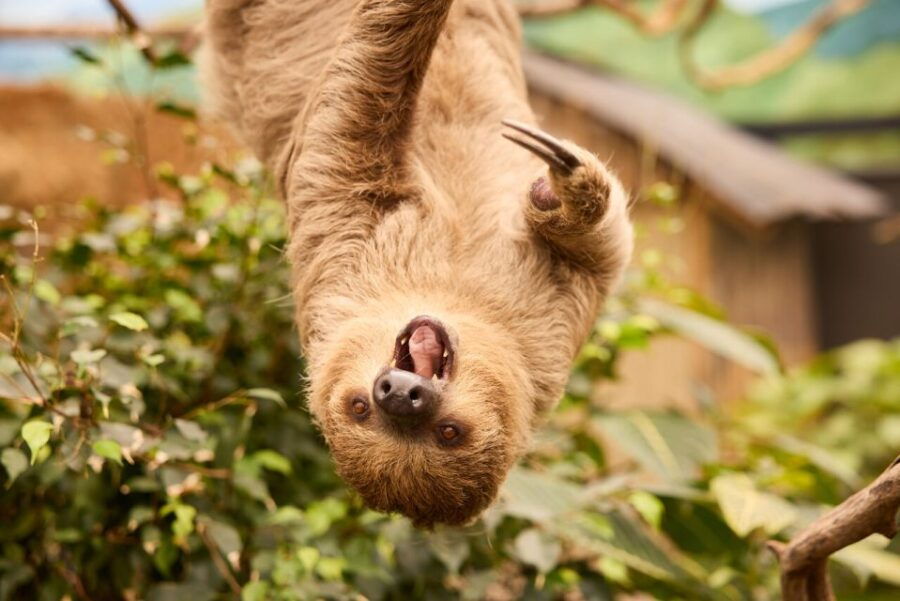 Overloon: ZooParc Entrance Ticket - Good To Know