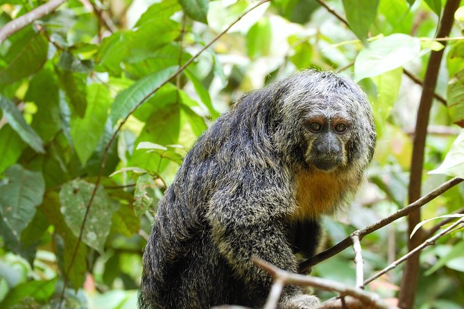 Pacaya-Samiria National Reserve Private 3-Night From Iquitos - Overview and Inclusions