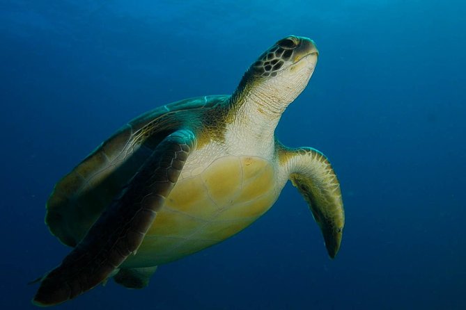 PADI Advanced Open Water Diver Course (ADV) - Course Overview