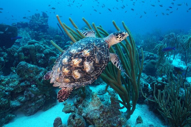 PADI Discover Scuba Dive at Coral Divers Curacao - Good To Know